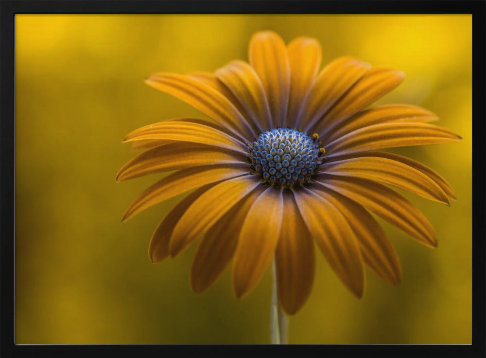 Sunshine Daisy | Poster