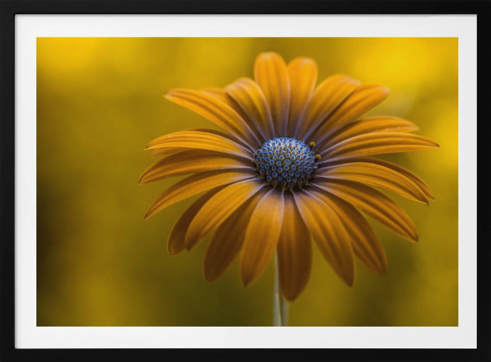 Sunshine Daisy | Poster