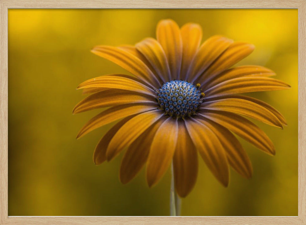 Sunshine Daisy | Poster