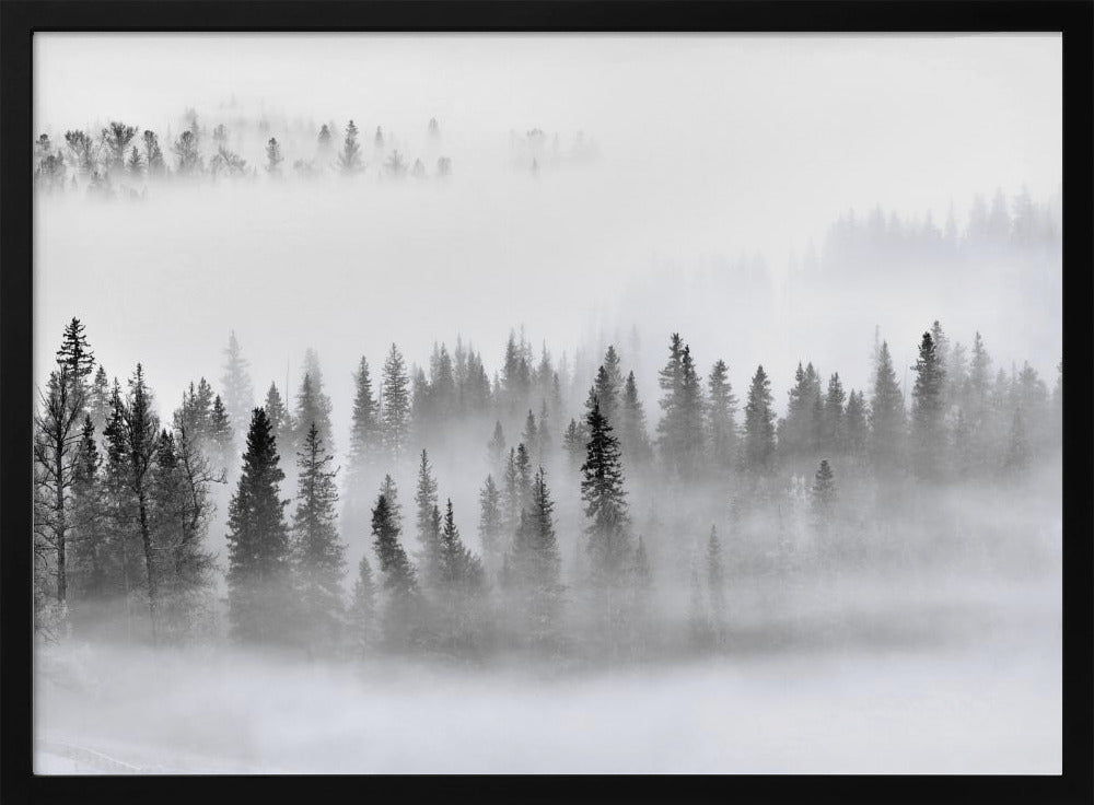 Foggy Forest | Poster