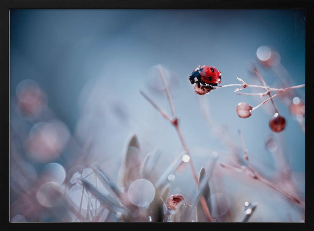 High Diving | Poster