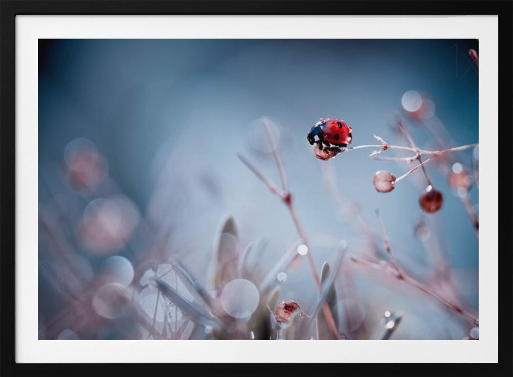 High Diving | Poster