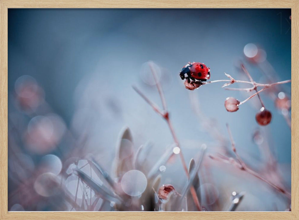 High Diving | Poster