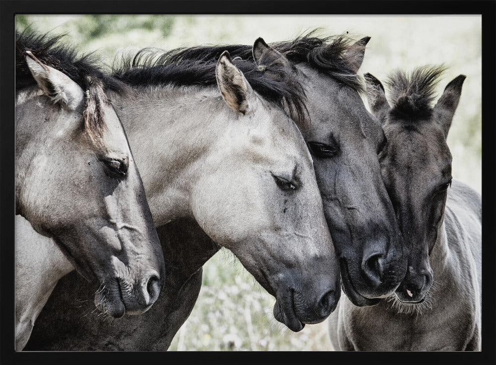 Four Konik Horses | Poster