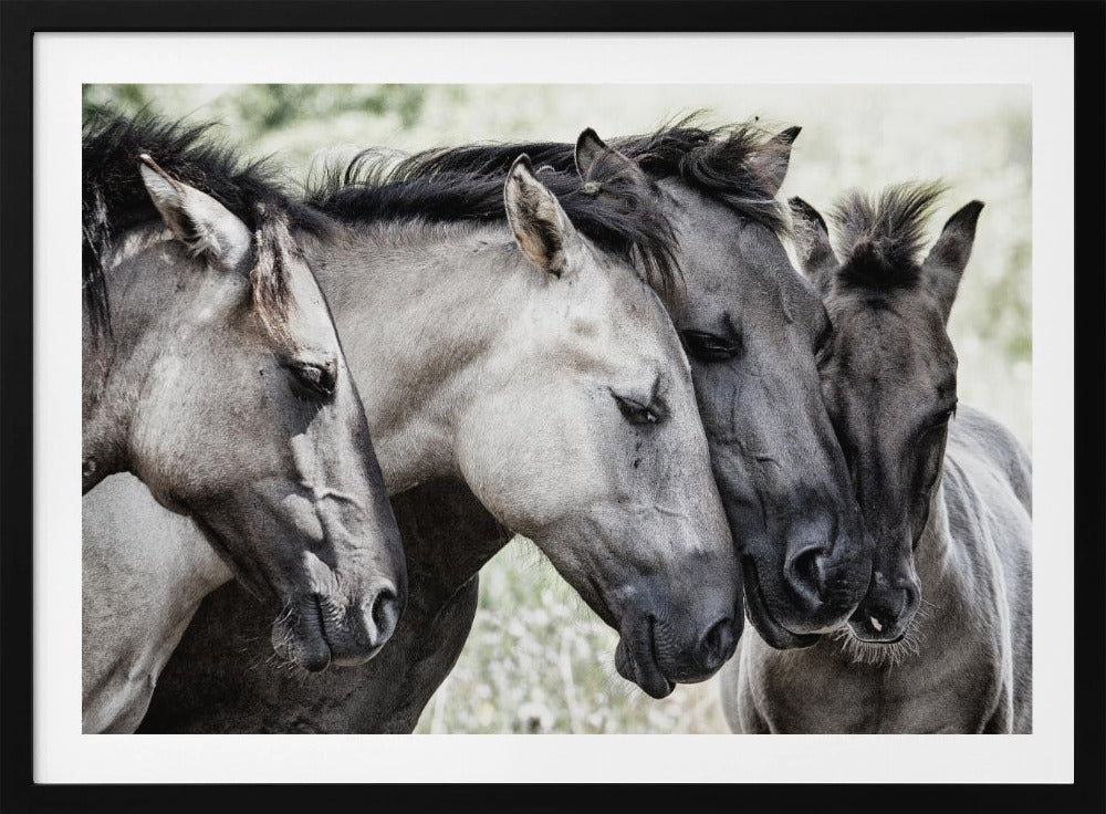Four Konik Horses | Poster