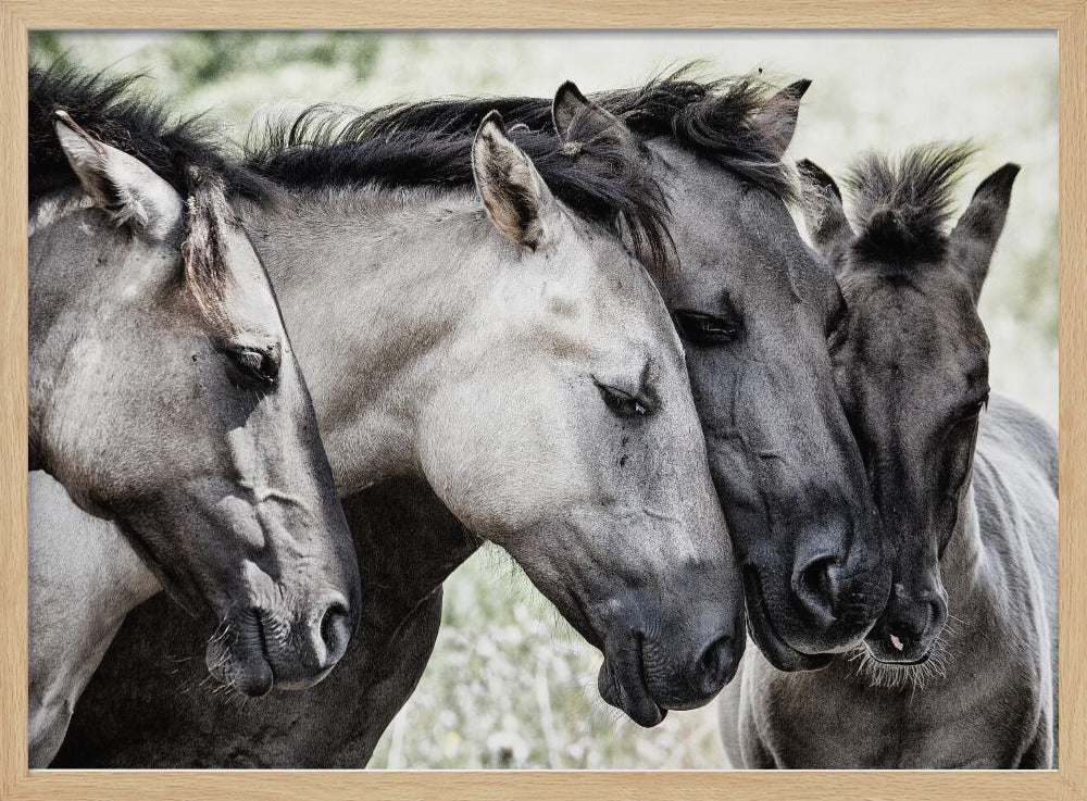 Four Konik Horses | Poster