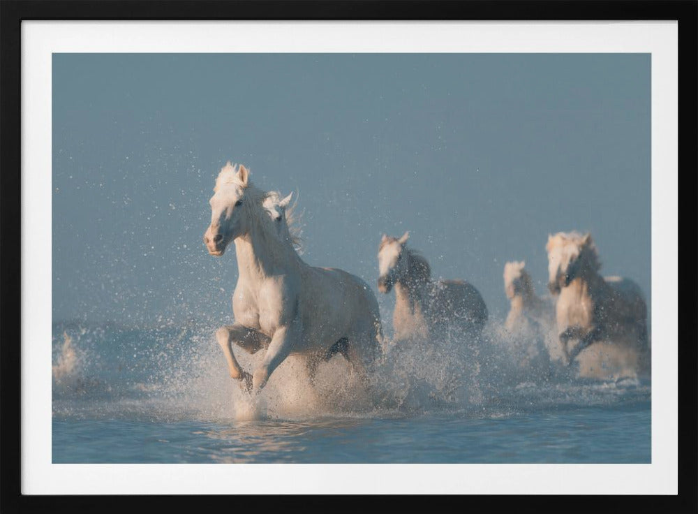 Angels of Camargue | Poster
