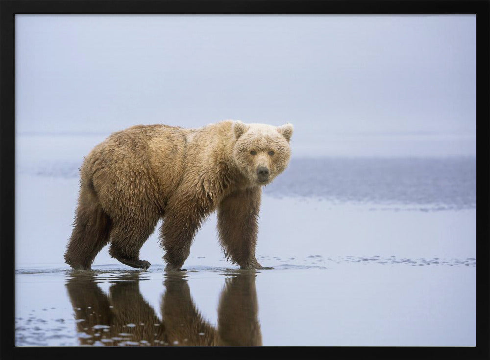 The Bear Walk | Poster