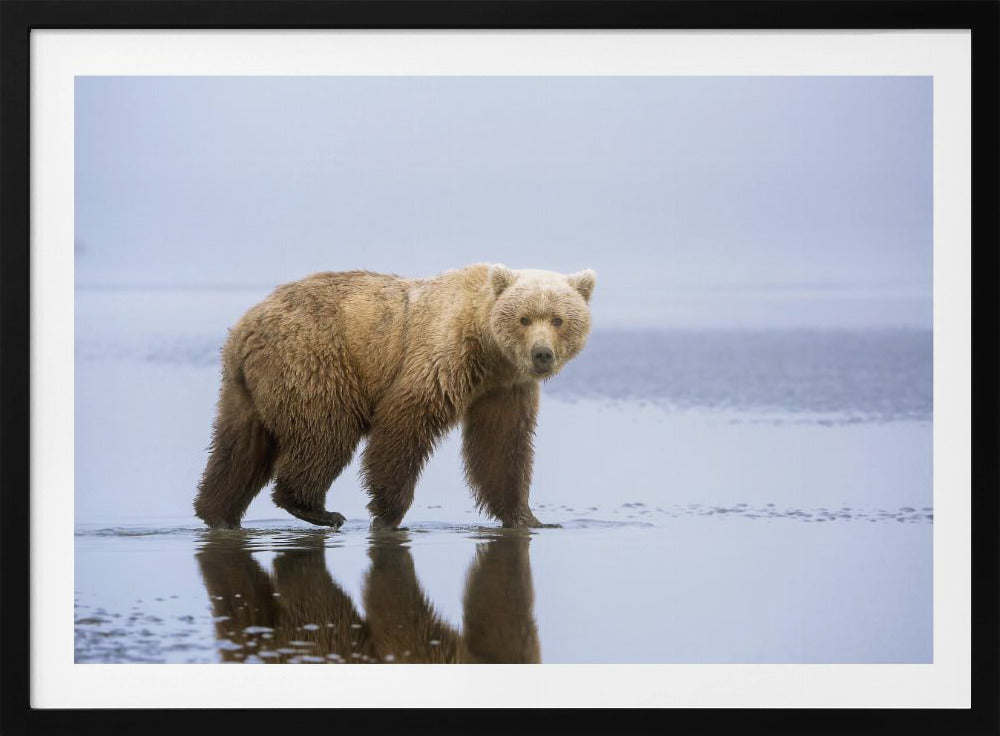 The Bear Walk | Poster