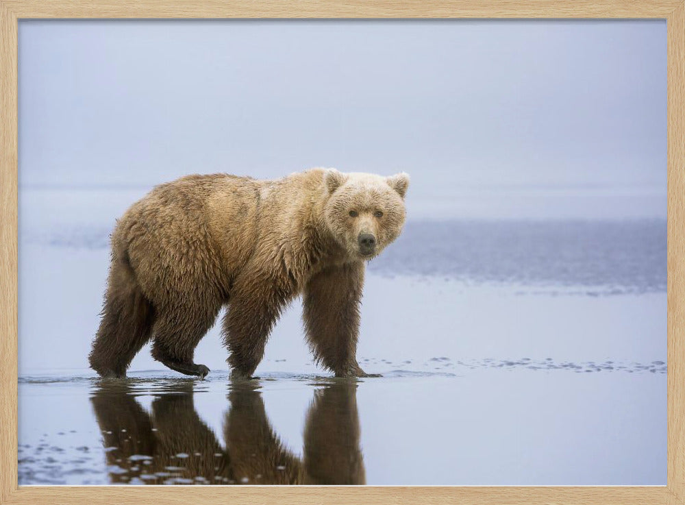 The Bear Walk | Poster