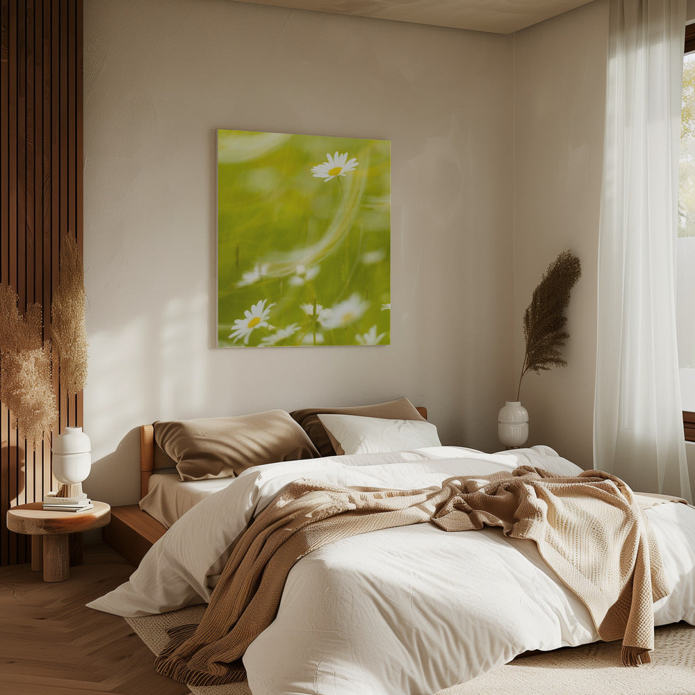 Daisies | Canvas