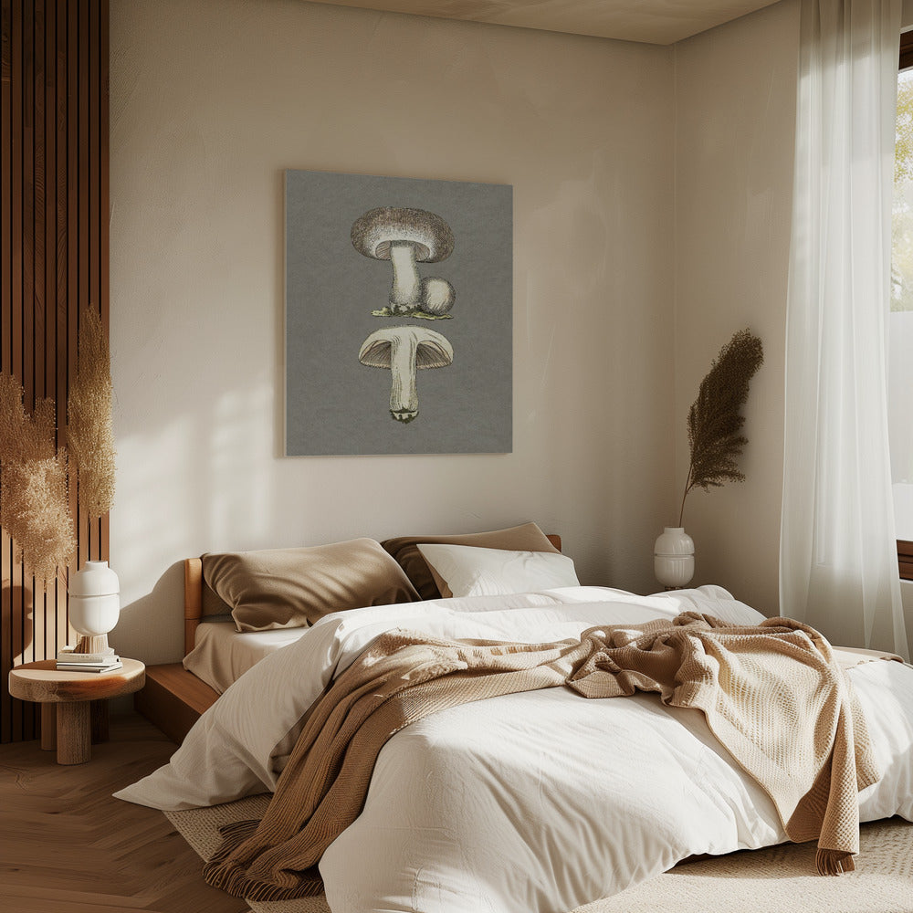 Field Mushroom | Canvas