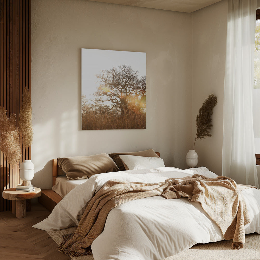 Sunlit Silhouette | Canvas