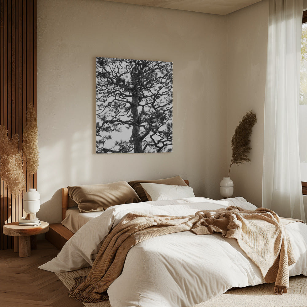 Twisting Tree Silhouette | Canvas