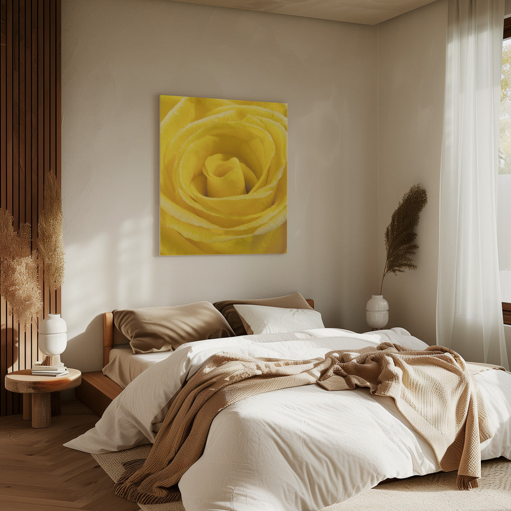 yellow rose | Canvas