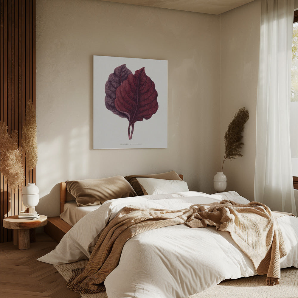 Pink Amarantus Leaf Illustration | Canvas