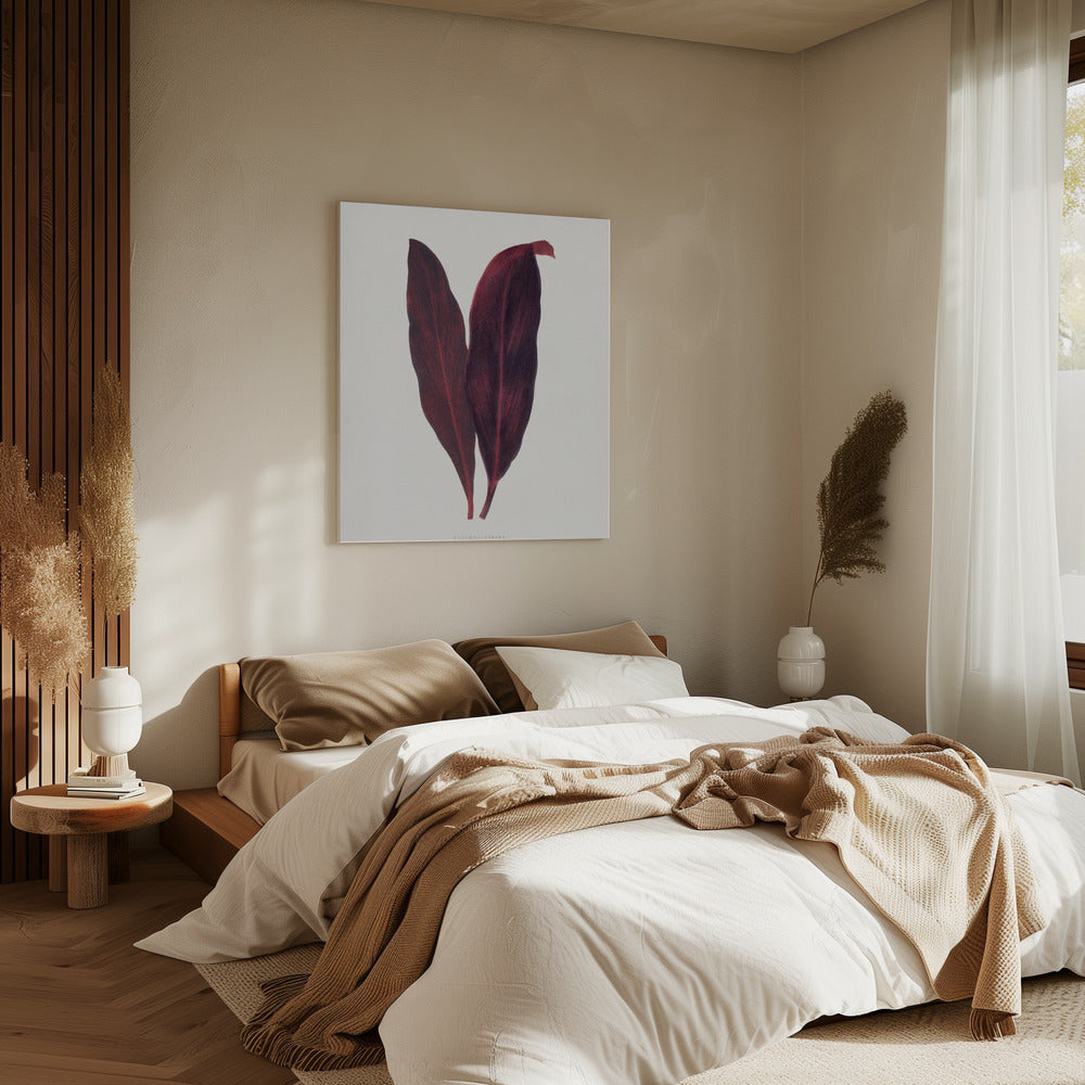Pink Dracaena Ferrea Leaf Illustration | Canvas