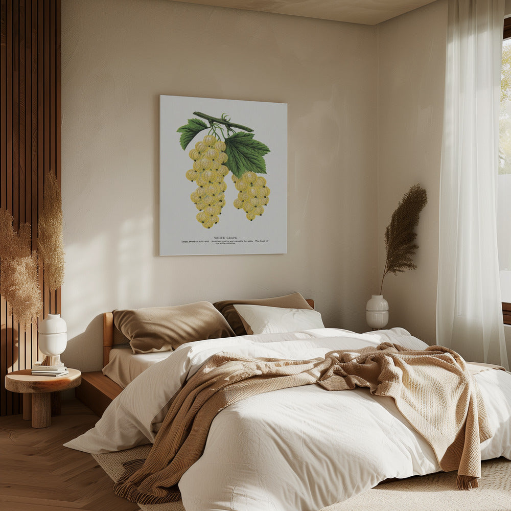 White Grape Lithograph | Canvas