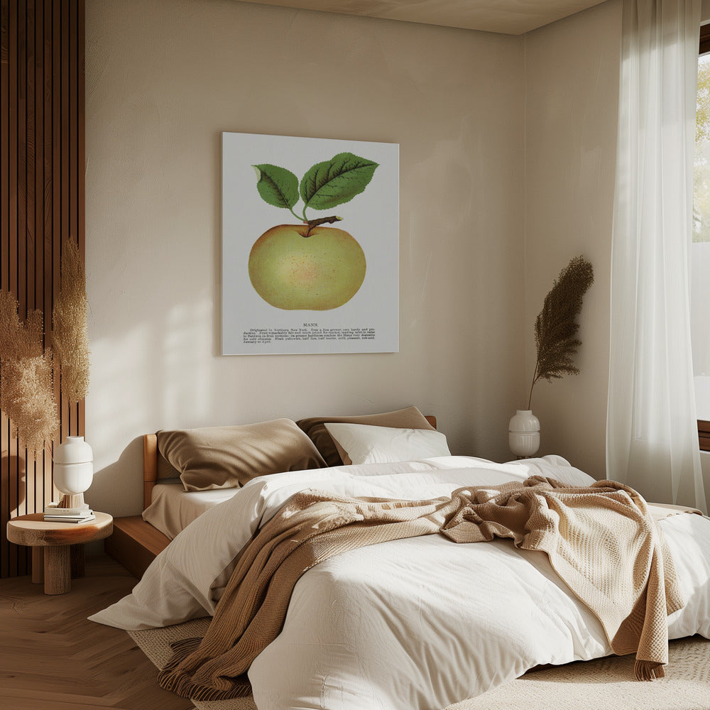 Mann Apple Lithograph | Canvas