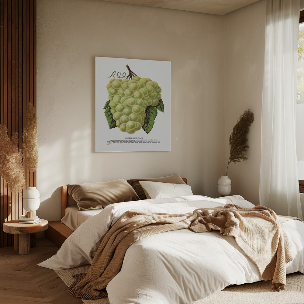 Green Mountain Grape Lithograph | Canvas