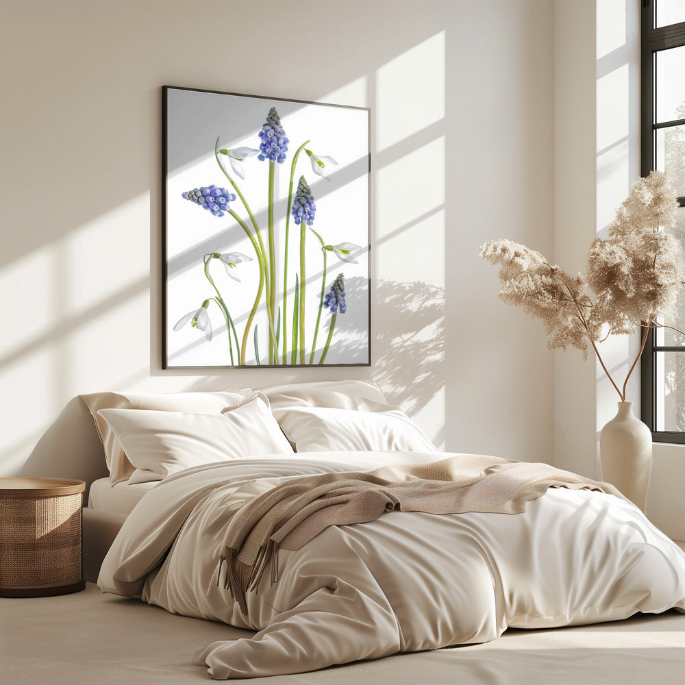 Muscari and Galanthus | Poster