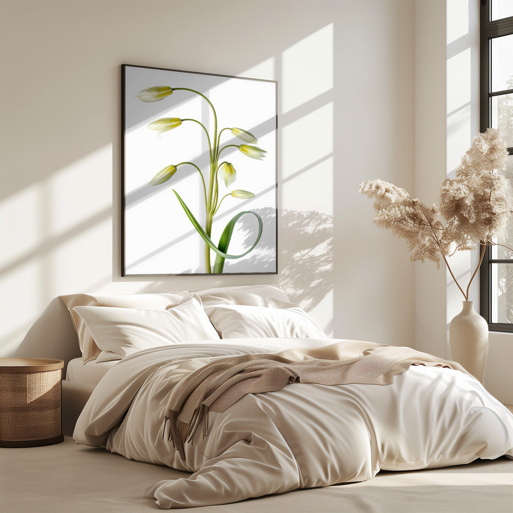 ~Tulipa Tarda~ | Poster