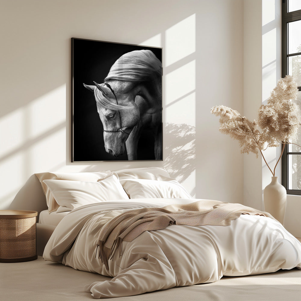 white stallion | Poster