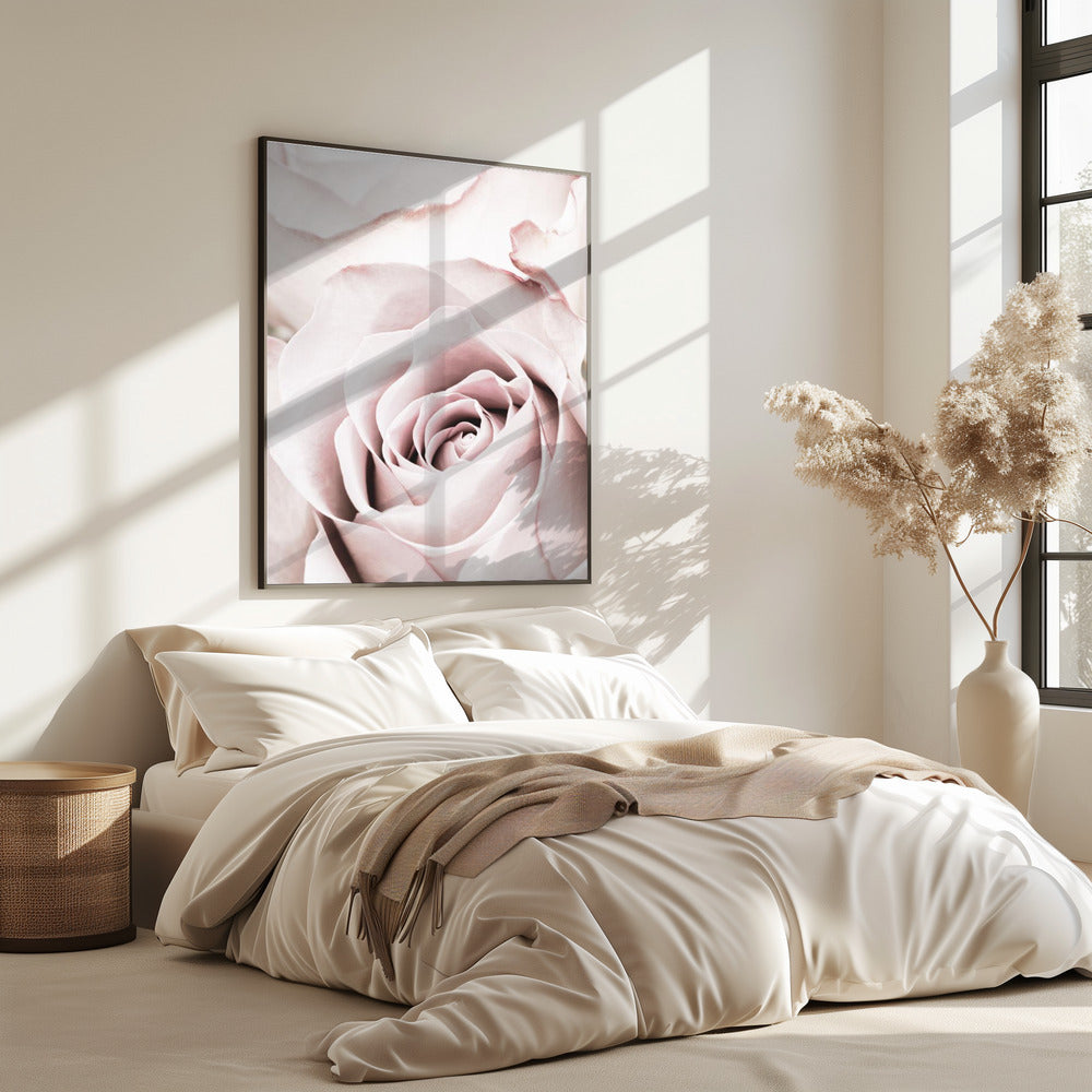 Pink Rose No 05 | Poster