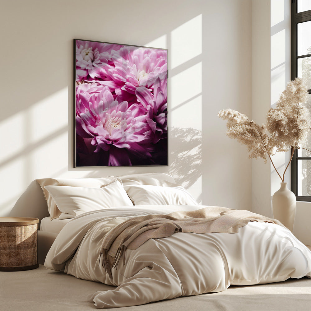Vibrant Pink Chrysanthemums Blossoms | Poster