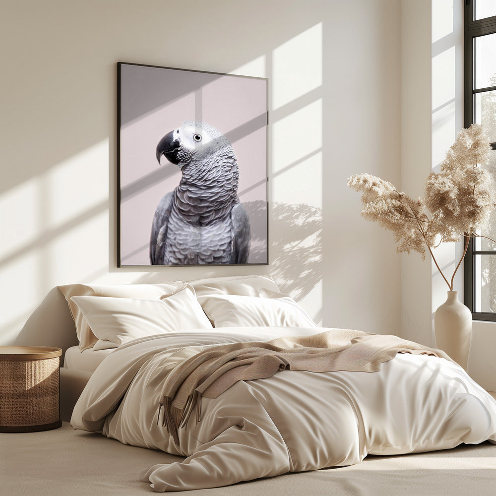 African Grey | Poster