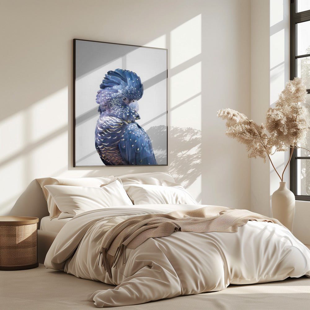 Black Cockatoo | Poster