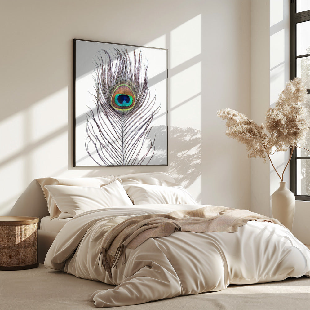 Peacock Feather | Poster