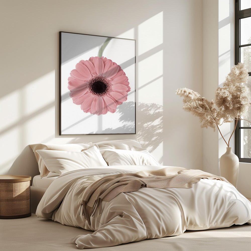 Pink Gerbera II | Poster