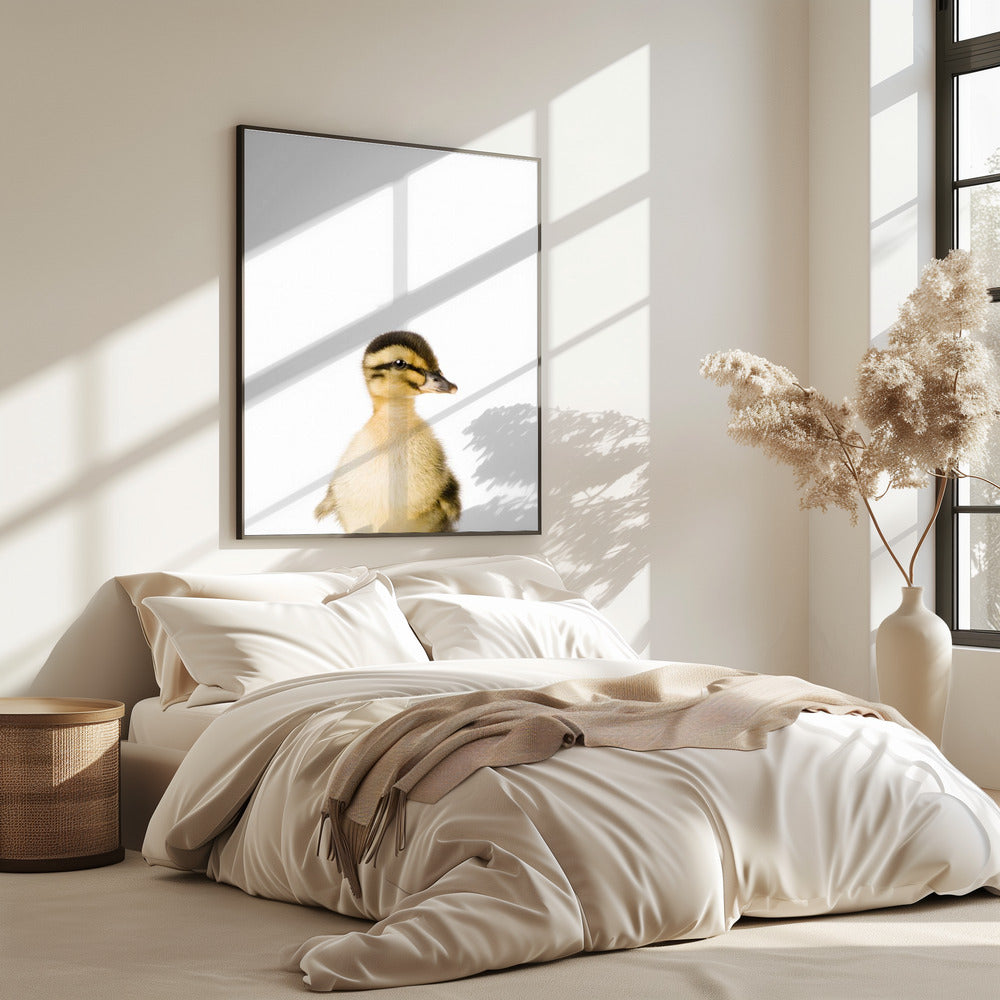 Baby Duck | Poster