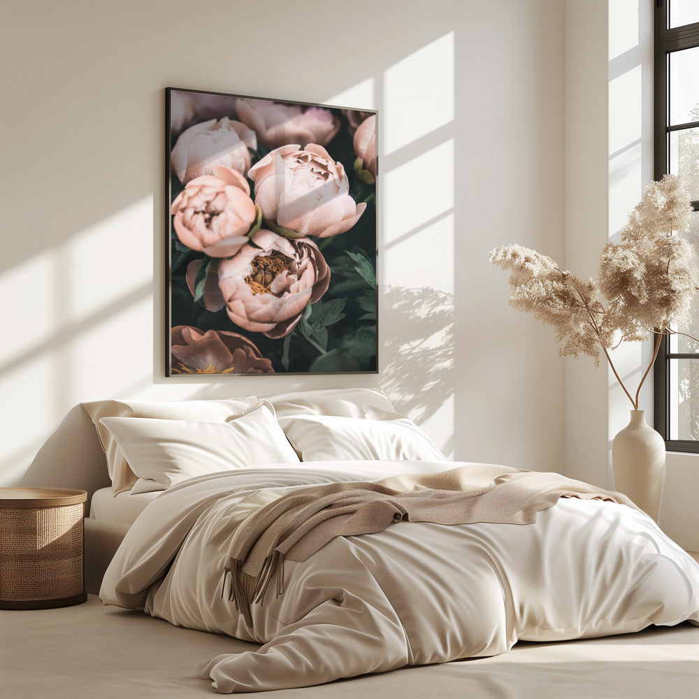 Coral Peonies | Poster