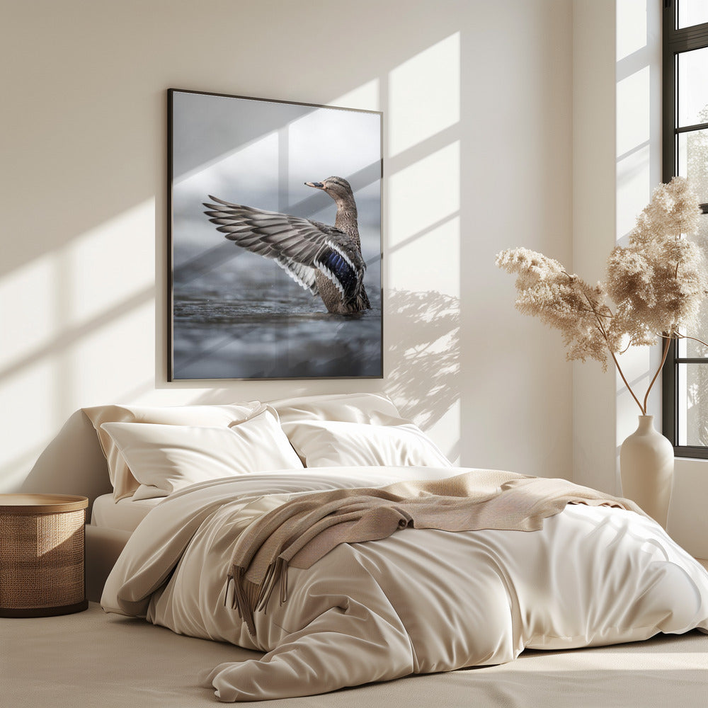 Female mallard with outstretched wings | Poster