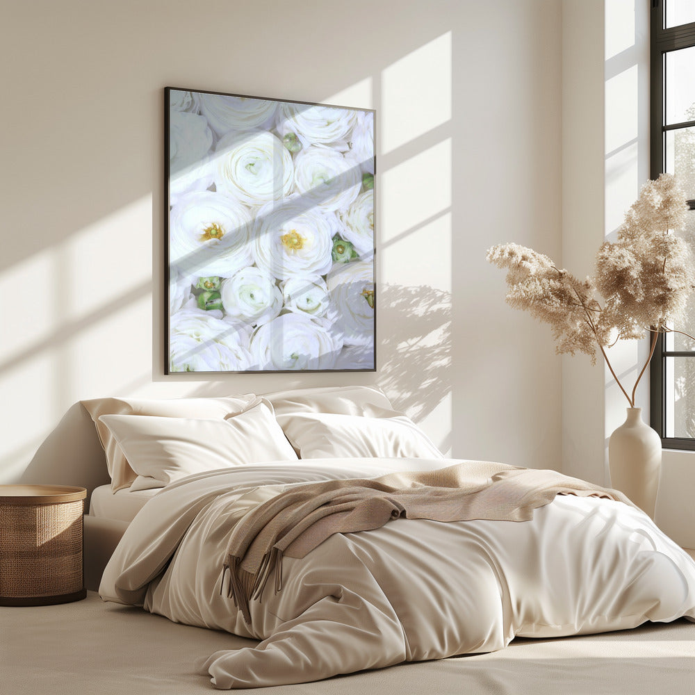 Pure white ranunculus | Poster