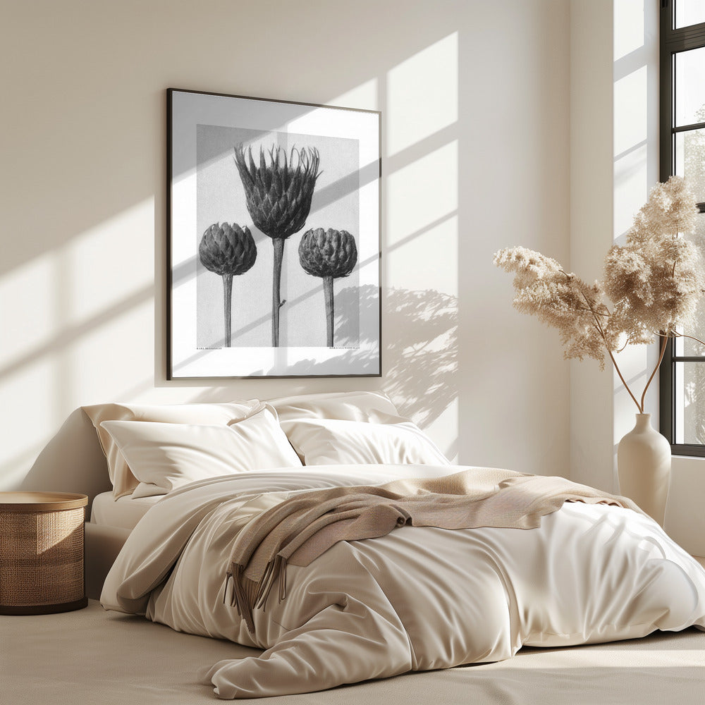 Serratula Nudicaulis | Poster