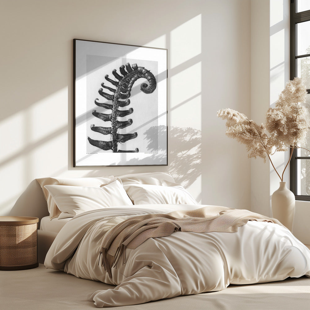 Polystichum Munitum | Poster