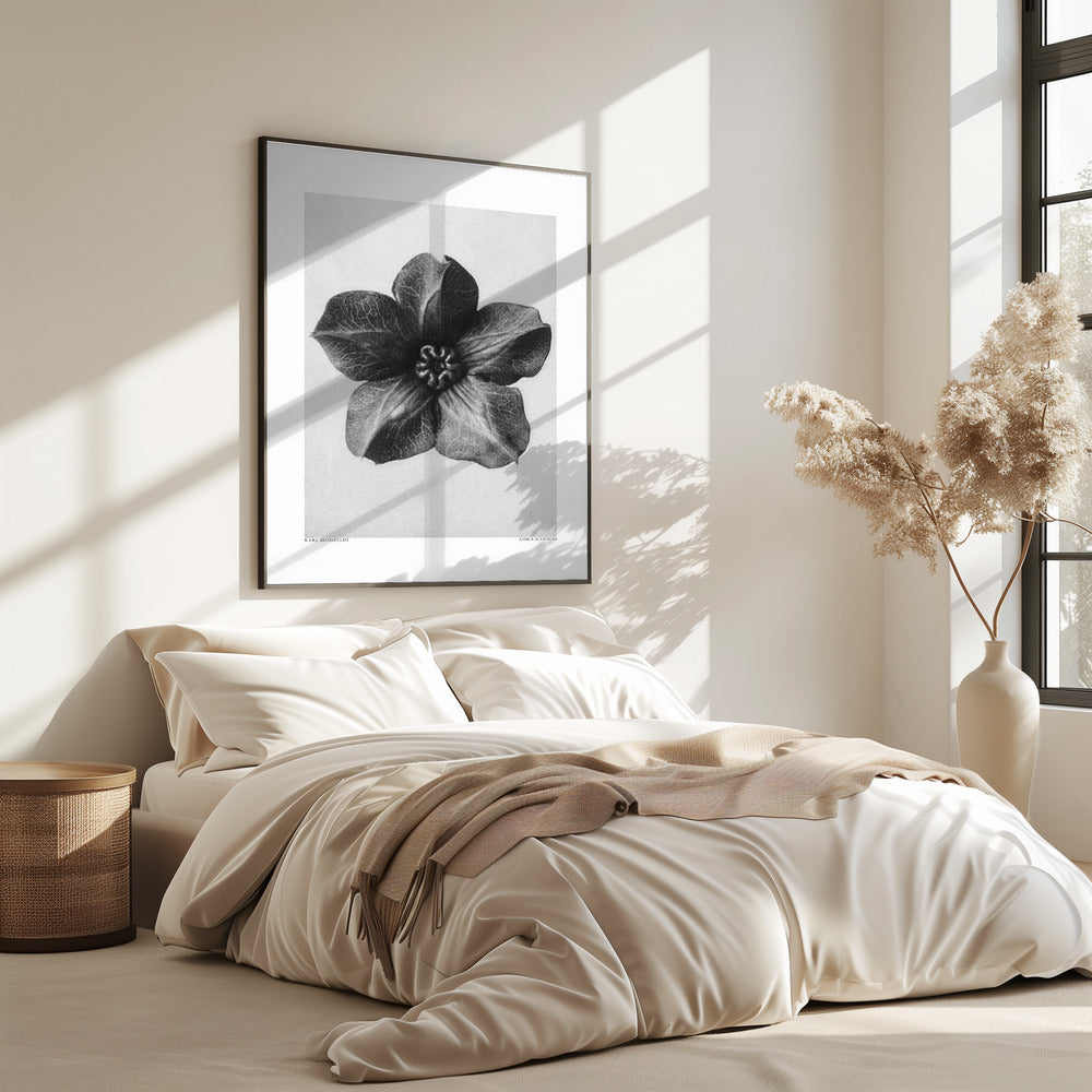 Cobaea Scandens | Poster