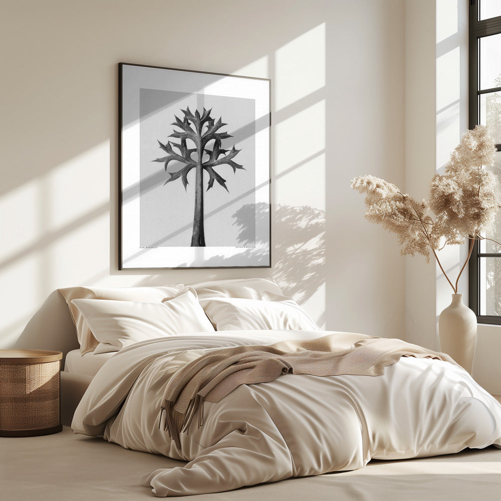 Eryngium Bourgatii | Poster