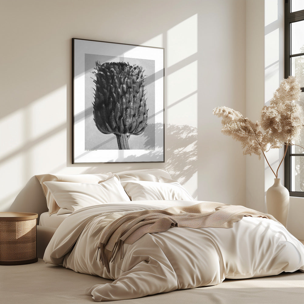 Cirsium Canum (Thistle) | Poster