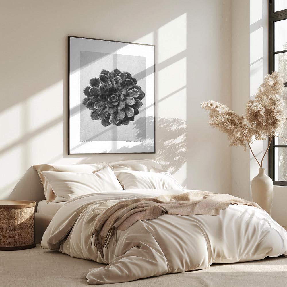 Margined Pyramidal Saxifrage | Poster