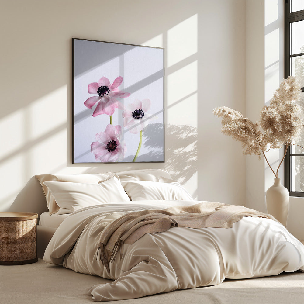 Pale Pink Ranunculus Flowers | Poster