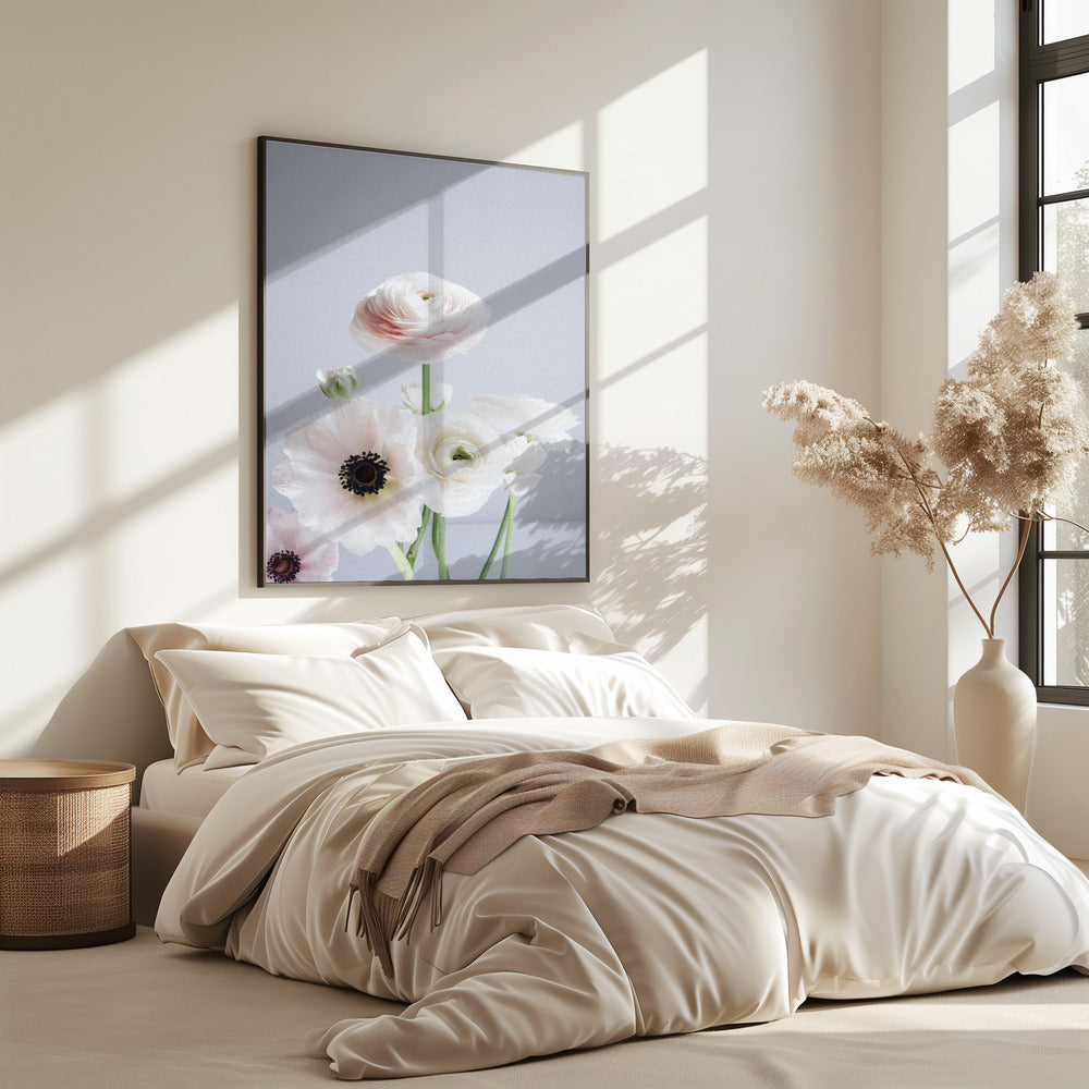White And Pale Pink Ranunculus Flowers | Poster
