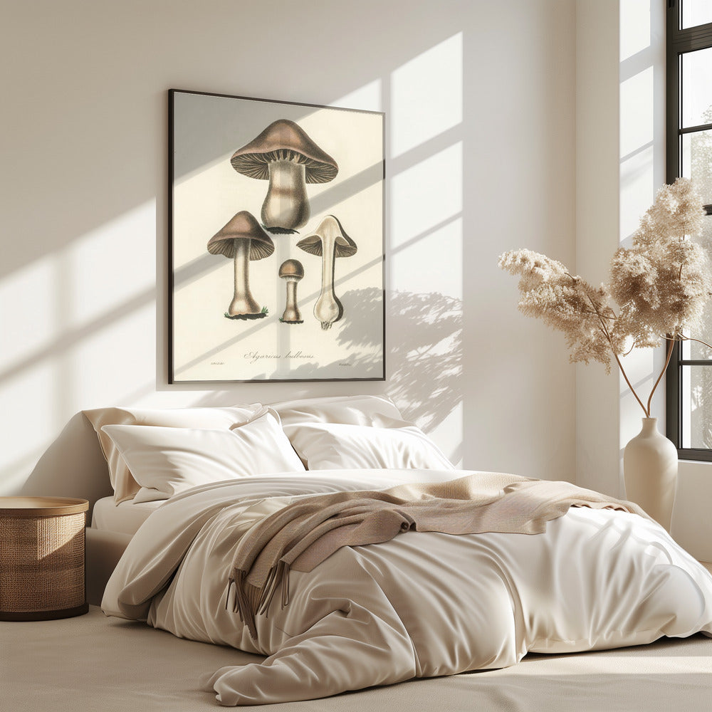 Agaricus Bulbosus Illustration. Medical Botany 1836 | Poster