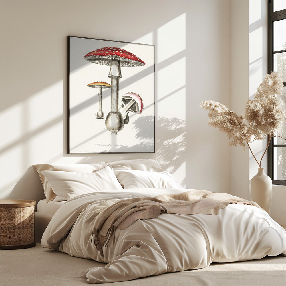 Amanita Muscaria Illustration. Medical Botany 1836 | Poster