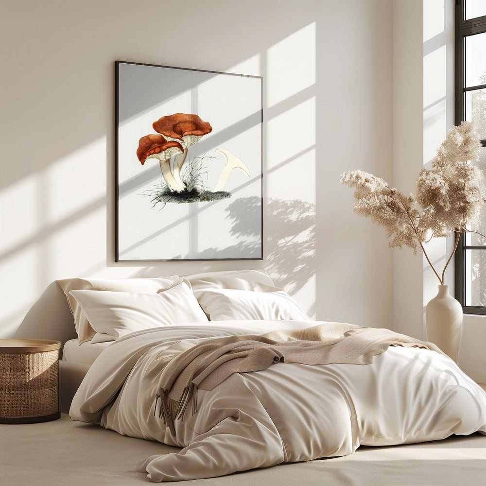 Hand Drawn Rufous Milkcap Mushroom | Poster