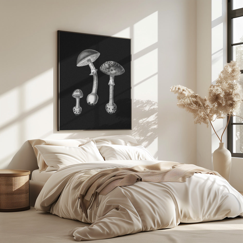 Amanita Muscaria  Black Backgound BW | Poster