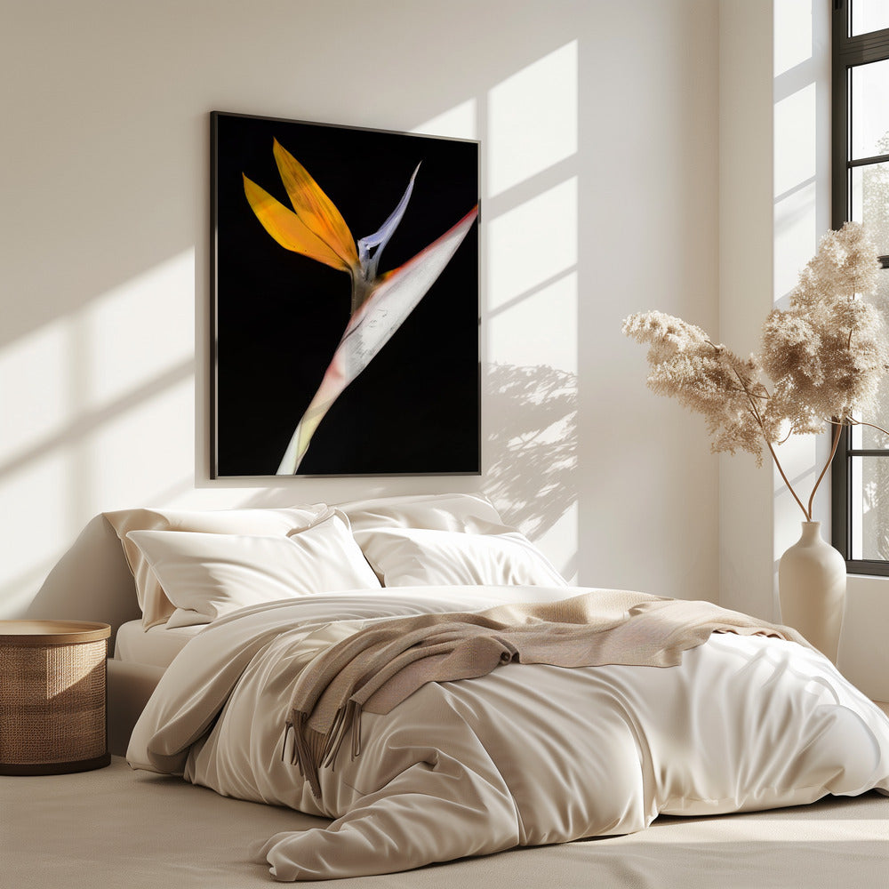 Bird of Paradise | Poster